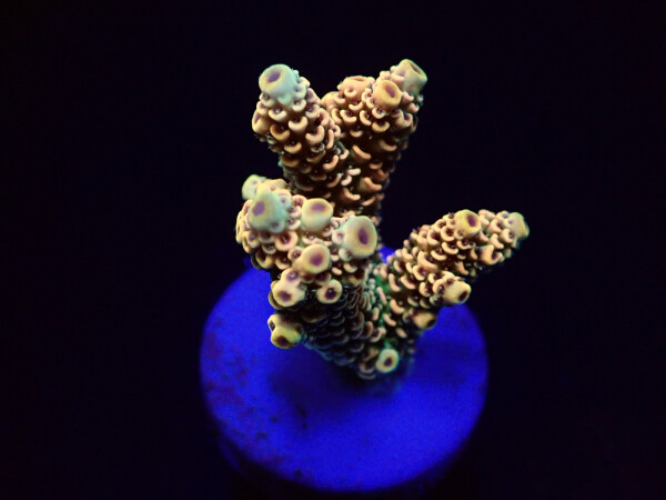 Acropora millepora Rainbow (frag)