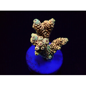 Acropora millepora Rainbow (frag)