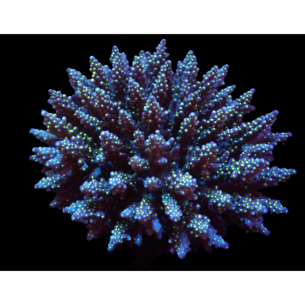 Acropora nana