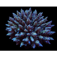 Acropora nana tricolor (frag)