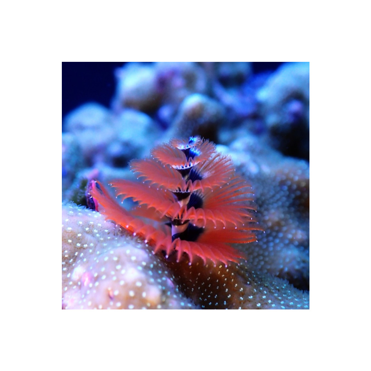 Porites Bisperma spp - Christmas Tree Worm on Rock - M-size