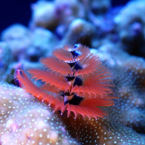 Porites Bisperma spp - Christmas Tree Worm on Rock - M-size