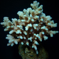 Acropora lokani -  FRAG