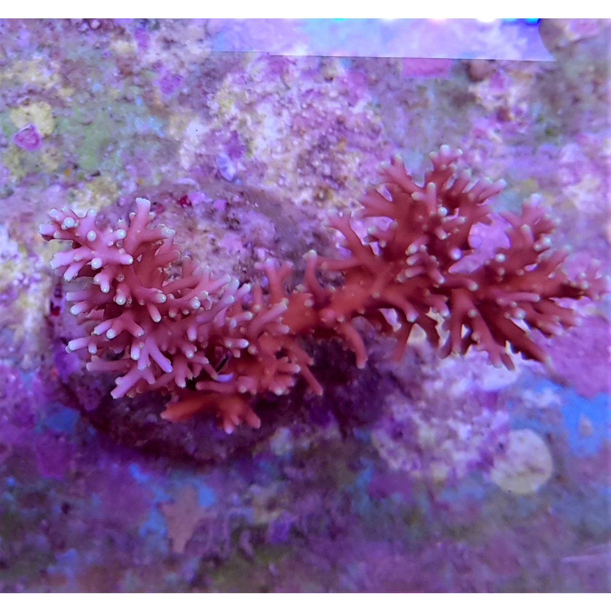 Acropora Carduus red (frag)