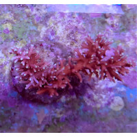 Acropora Carduus red (frag)