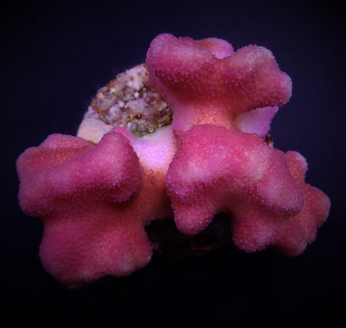 Stylophora pistillata - Pink L