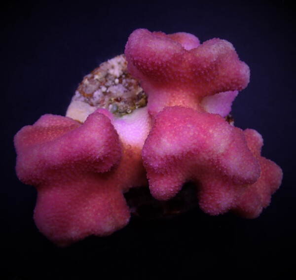 Stylophora pistillata - Pink L