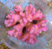 Stylophora pistillata - Pink L