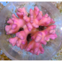 Stylophora pistillata - Pink XL