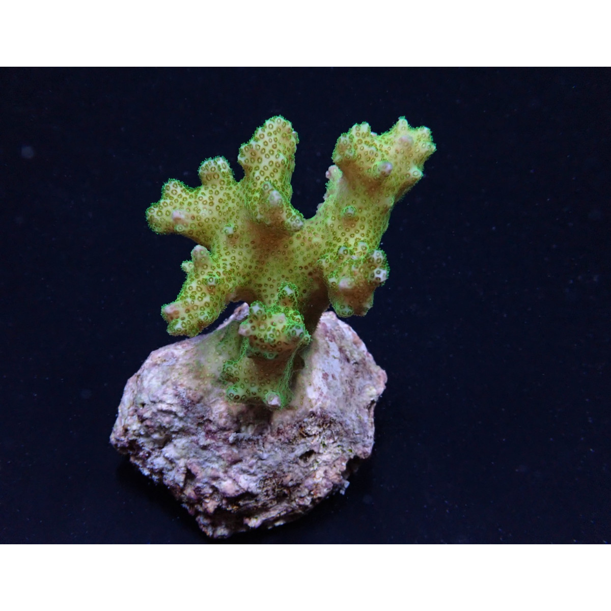 Pocillopora damicornis Himbeerkoralle Yellow-Green M