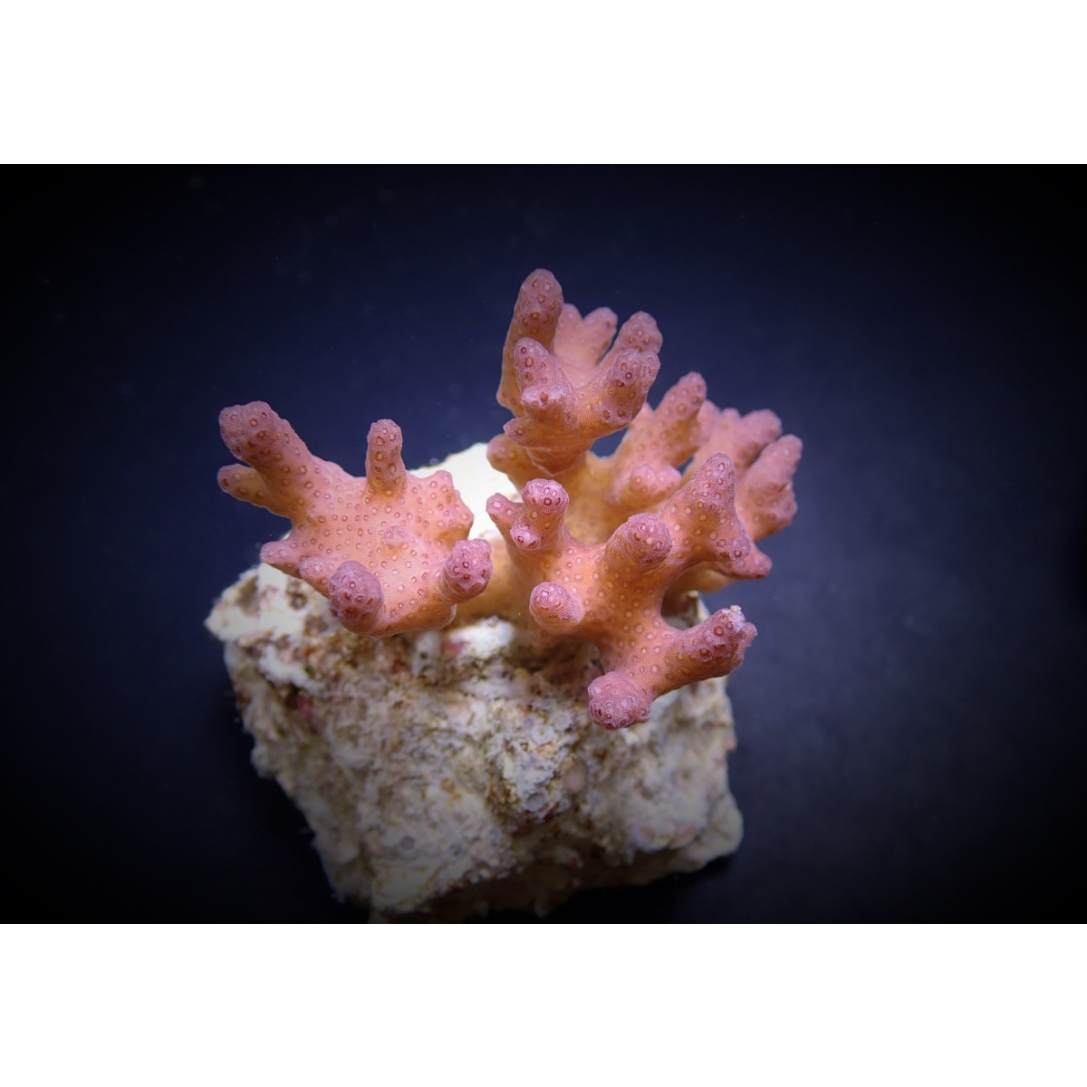 Pocillopora damicornis - Himbeerkoralle Pink (frag)