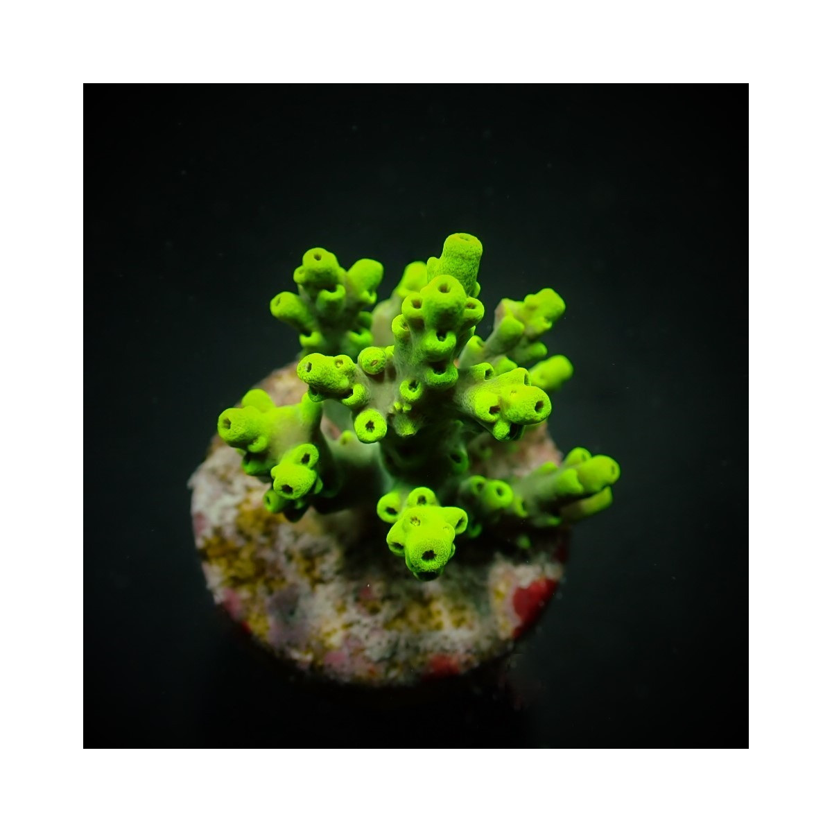 Acropora aculeus (frag)