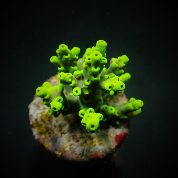 Acropora aculeus (frag)