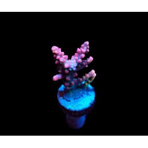 Acropora dendrum (frag)
