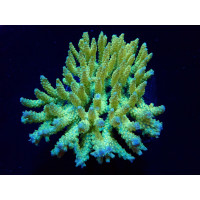 Acropora dendrum (frag)