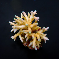 Acropora caroliniana (frag)