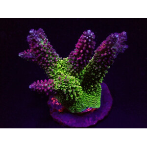 Acropora abrotanoides S