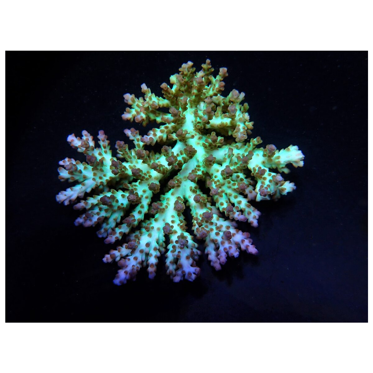 Acropora desalwii (frag)