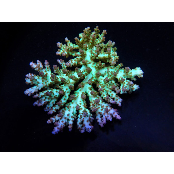 Acropora desalwii (frag)