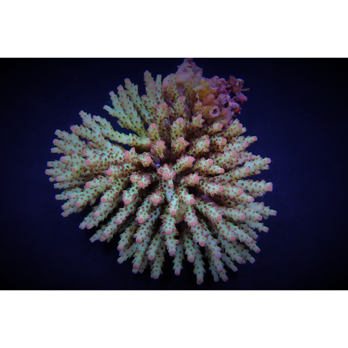 Acropora subulata L