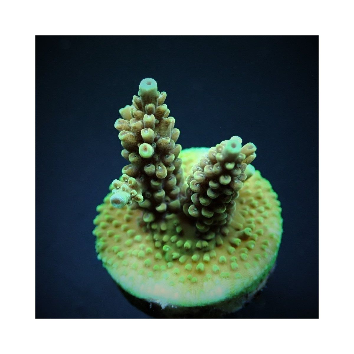 Acropora nasuta (frag)