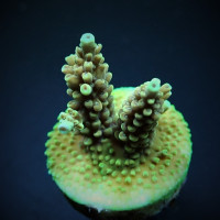 Acropora nasuta (frag)