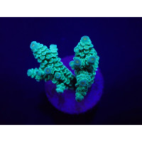 Acropora tenuis (Greenish) (frag)