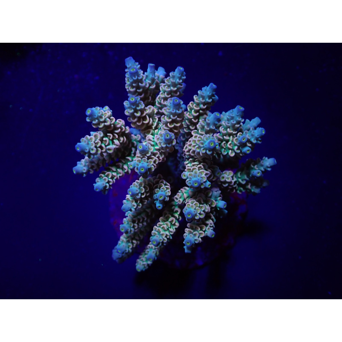 Acropora bifaria - Homewrecker (frag)