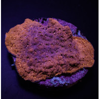 Pavona maldivensis (Orange) (frag)