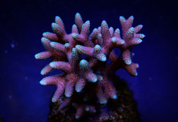 Seriatopora caliendrum (Pink) (Fiji/Tonga) (frag)