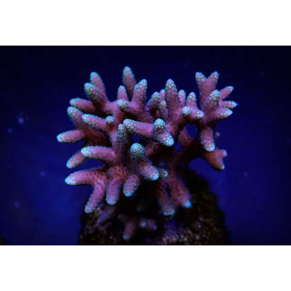 Seriatopora caliendrum (Pink) (Fiji/Tonga) L