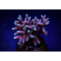 Seriatopora caliendrum (Pink) (Fiji/Tonga) (frag)