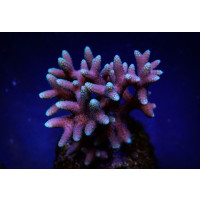 Seriatopora caliendrum (Pink) (Fiji/Tonga) L