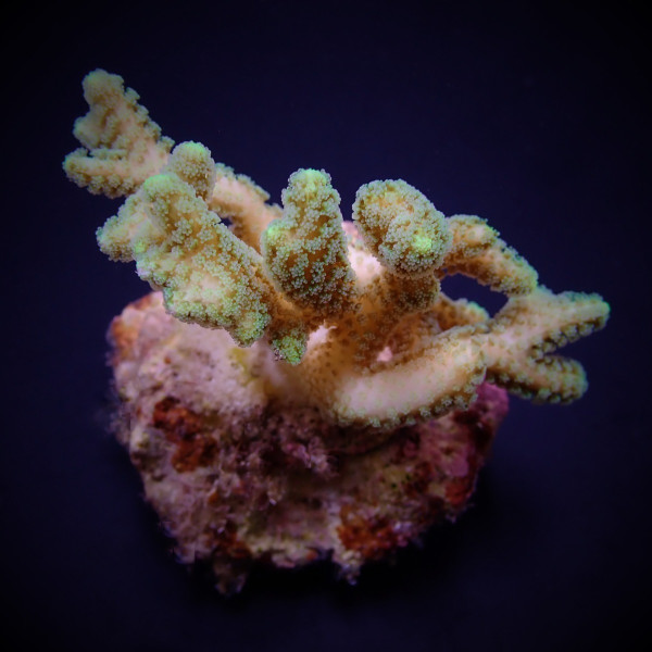 Seriatopora guttatus (Green) (frag)