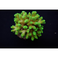 Seriatopora caliendrum (Green) (frag)