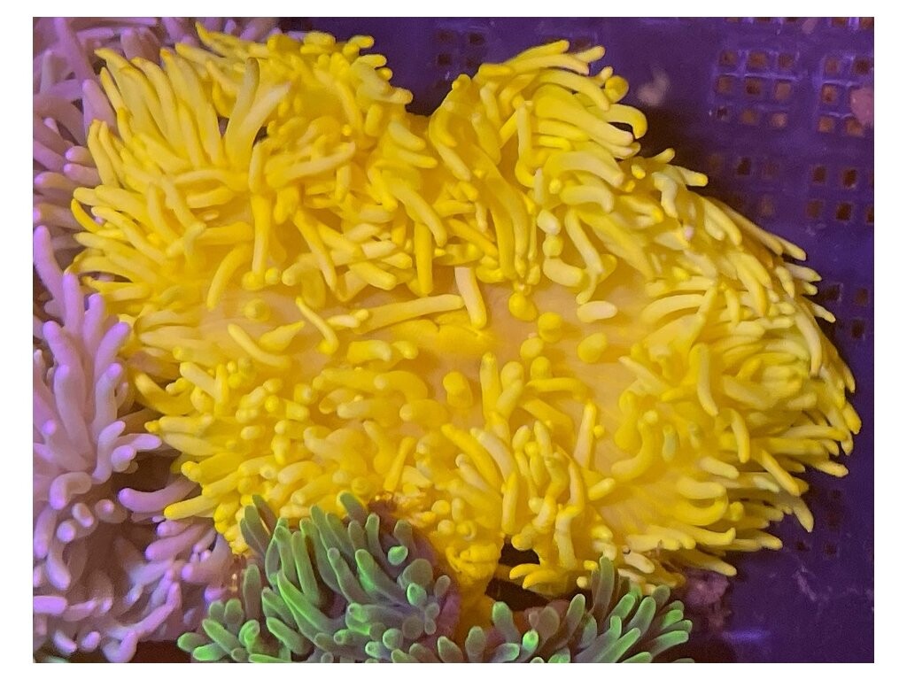 Heteractis malu yellow - Hawaianemone gelb