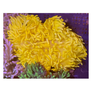 Heteractis malu yellow - Hawaianemone gelb