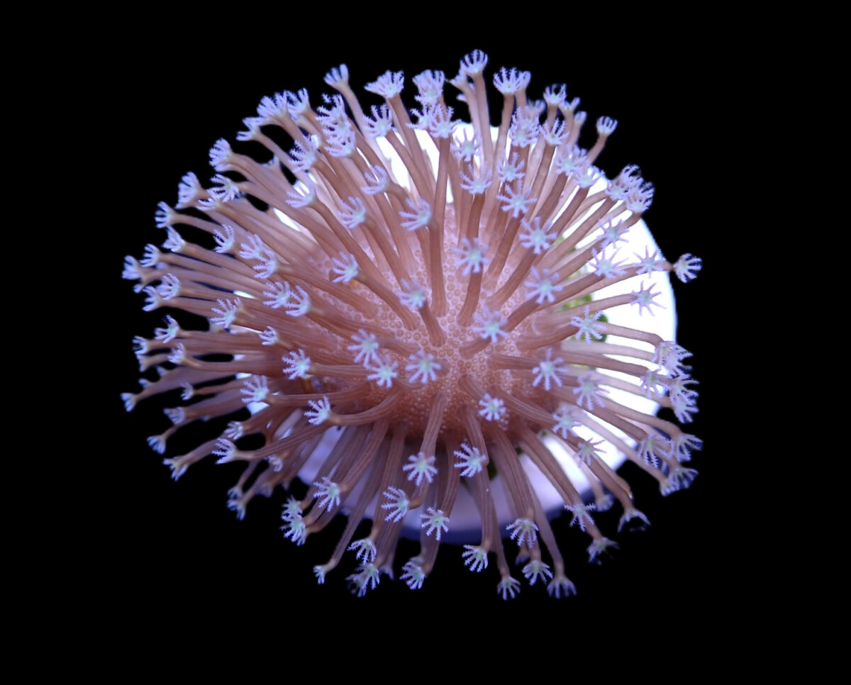Sarcophyton spp. (frag) box