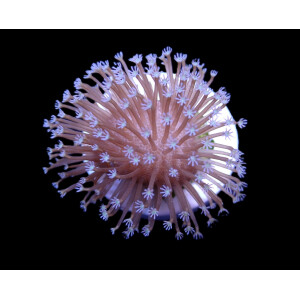 Sarcophyton spp. (frag)