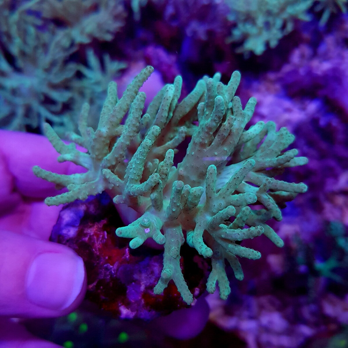 Sinularia spp. (frag) box