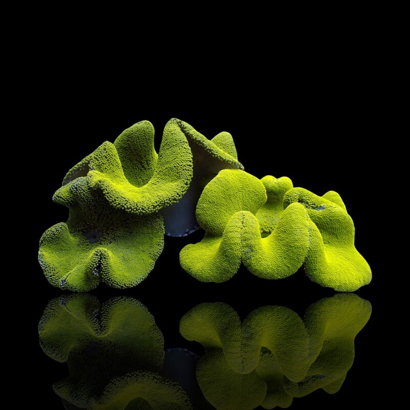 Stichodactyla Gigantea Green Carpet Anem box