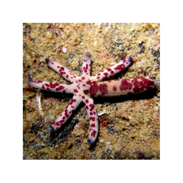 Linckia Multiflora - Multiflora Sea Star