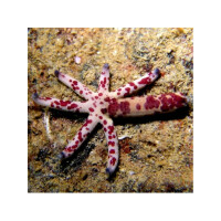 Linckia Multiflora - Multiflora Sea Star