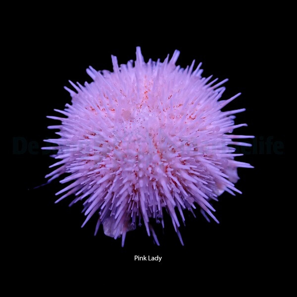 Salmacis sp. pink lady - Pin k Lady Seeigel