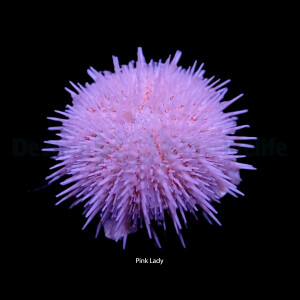 Salmacis sp. pink lady - Pin k Lady Seeigel