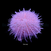 Salmacis sp. pink lady - Pin k Lady Seeigel