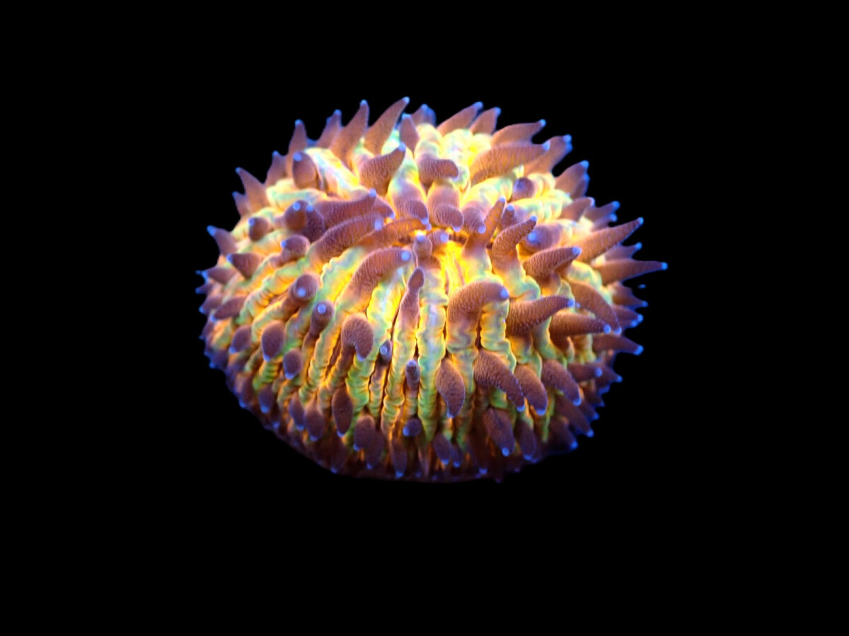 Cycloseris Rainbow M
