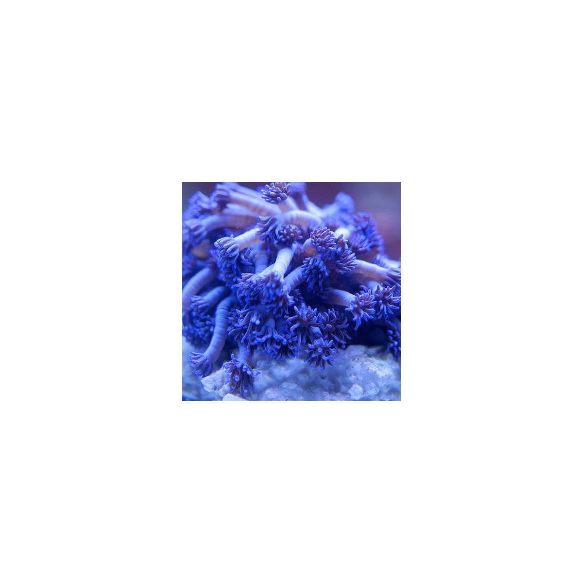 Goniopora Tenuidens Blue/Purple (frag)