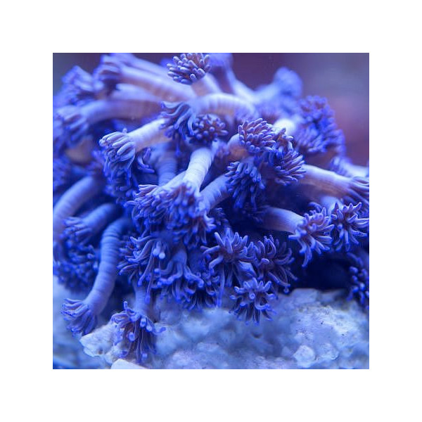 Goniopora Tenuidens Blue/Purple (frag)