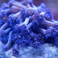 Goniopora Tenuidens Blue/Purple (frag)